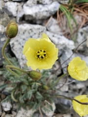 Papaver radicatum