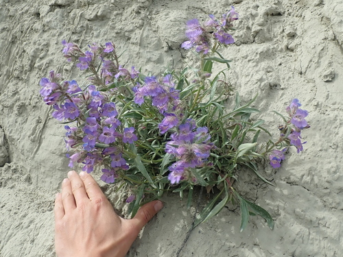 Image of Penstemon gormanii by (c) F Quiec, some rights reserved (CC BY-SA)