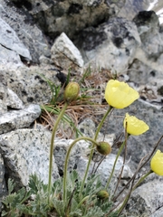 Papaver radicatum