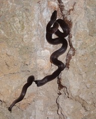 Boaedon fuliginosus