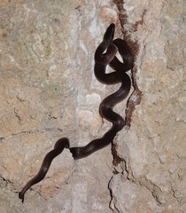 Boaedon fuliginosus