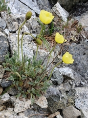 Papaver radicatum