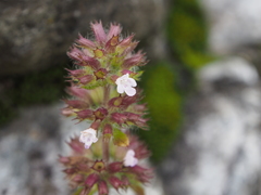 Clinopodium micranthum