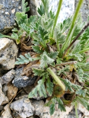Papaver radicatum