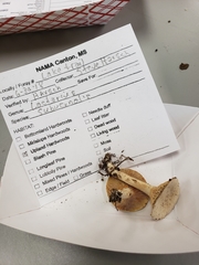 Lactarius subvernalis