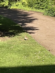 Turdus philomelos
