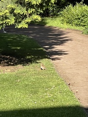 Turdus philomelos