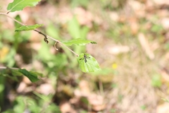 Synanthedon spuleri