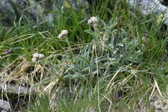 Antennaria carpatica