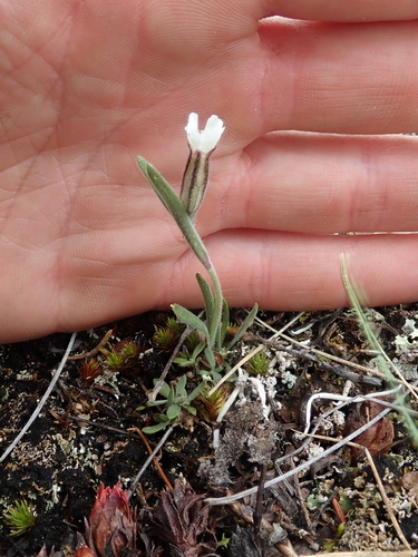 Taimyr Catchfly (Silene taimyrensis)
