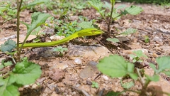 Ahaetulla farnsworthi