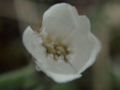 Silene taimyrensis