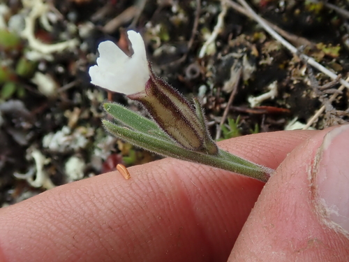 Image of Silene taimyrensis by (c) F Quiec, some rights reserved (CC BY-SA)