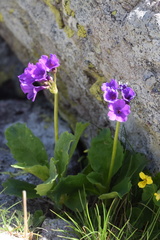 Primula latifolia