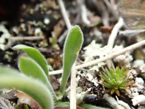 Image of Silene taimyrensis by (c) F Quiec, some rights reserved (CC BY-SA)