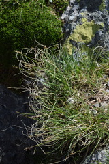 Carex curvula