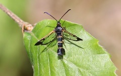 Synanthedon spuleri