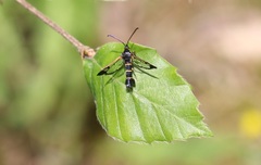 Synanthedon spuleri