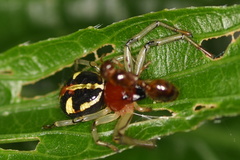 Camaricus maugei