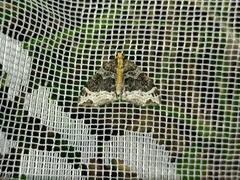 Ecliptopera capitata