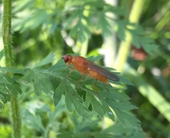 Psila caucasica