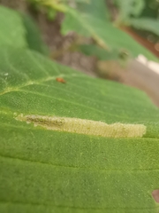 Phyllonorycter tristrigella