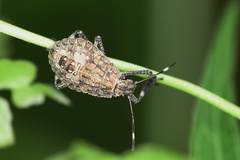 Dalpada nodifera