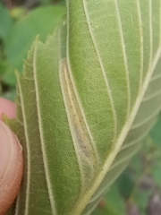 Phyllonorycter tristrigella