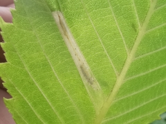 Phyllonorycter tristrigella