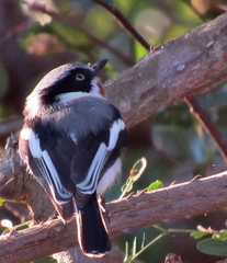 Batis molitor molitor