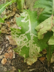 Phytomyza marginella