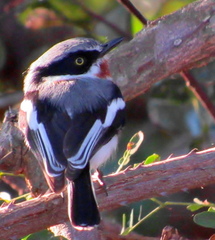 Batis molitor molitor