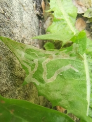 Phytomyza marginella