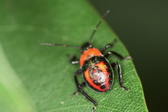 Eocanthecona concinna