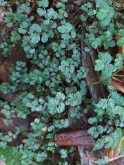 Elatostema obtusum