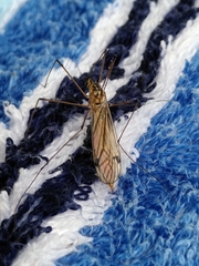 Nephrotoma dorsalis