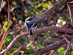 Batis molitor molitor