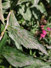 Podosphaera spiraeae