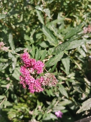 Podosphaera spiraeae