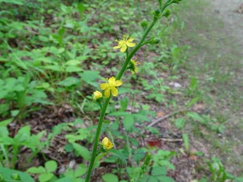 Common agrimony (Agrimonia gryposepala)
