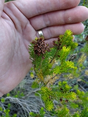 Erica multiflora