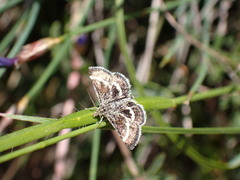 Atralata albofascialis