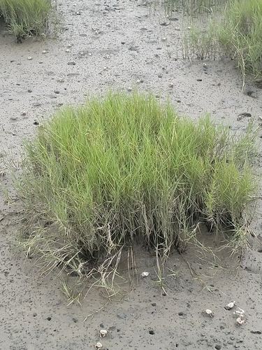Sporobolus virginicus