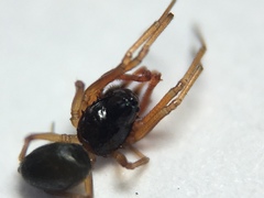 Erigone dentosa