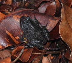 Raorchestes tinniens