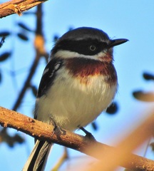 Batis molitor molitor