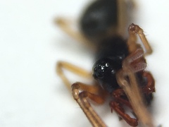 Erigone dentosa