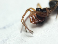 Erigone dentosa