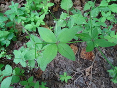Galium lanceolatum