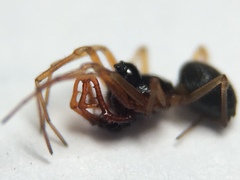 Erigone dentosa